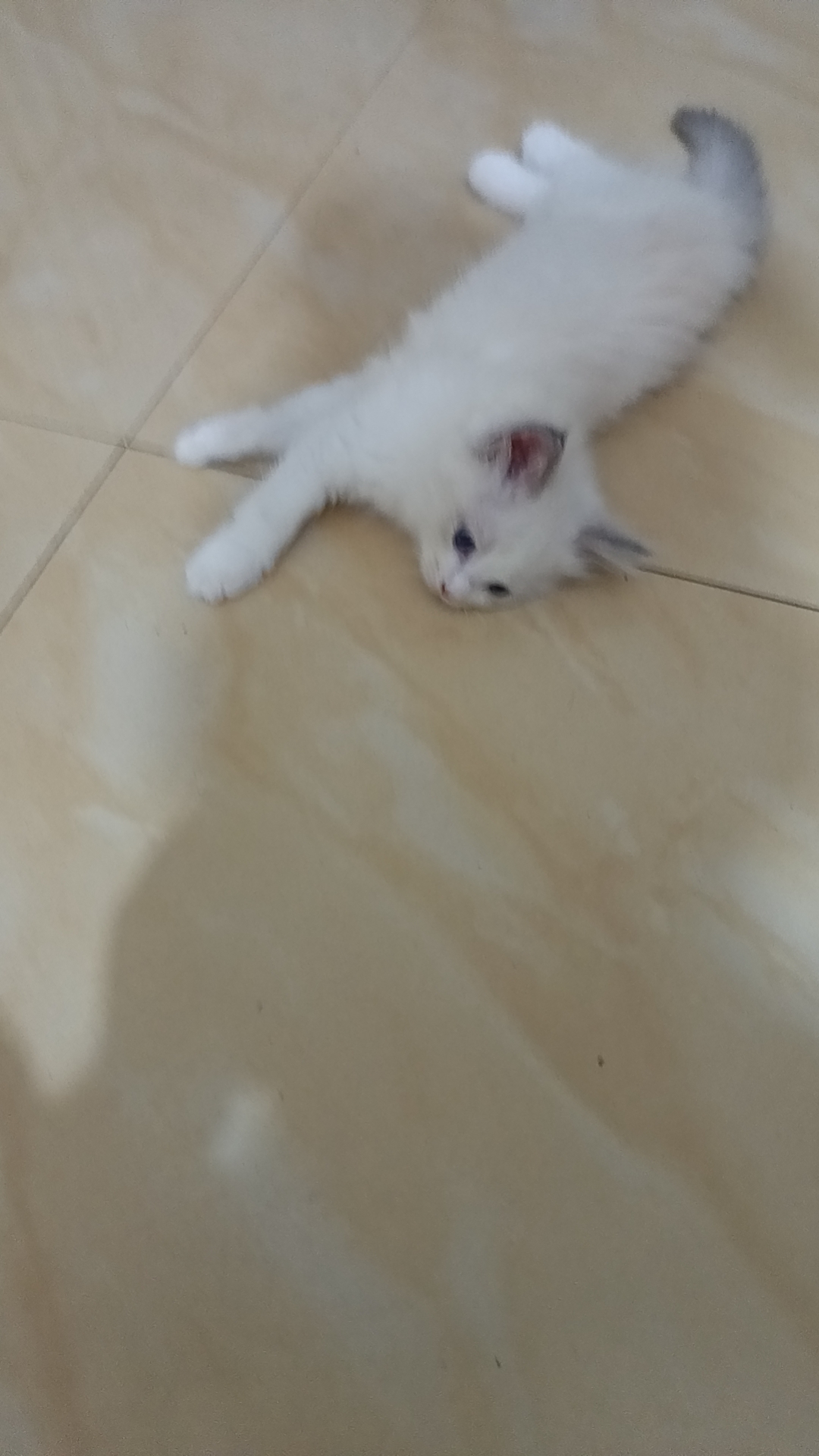 超仙的布偶妹妹